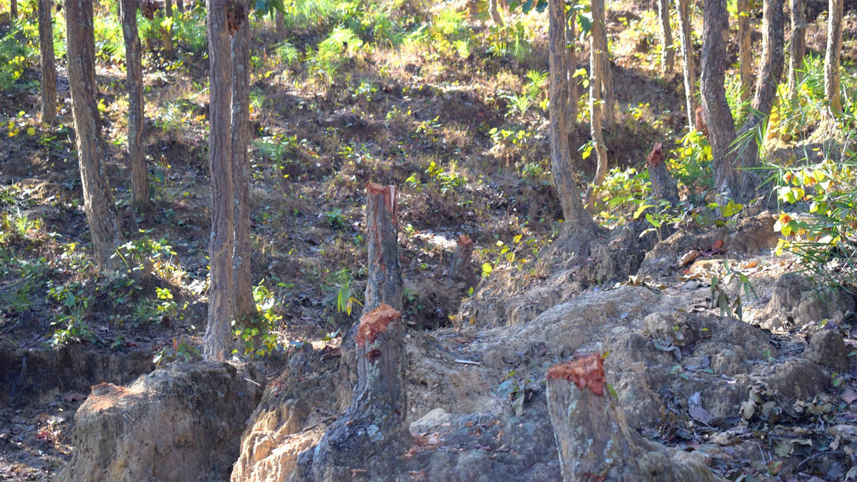 सामुदायिक वनका पदाधिकारी नै वन फँडानीमा संलग्न